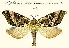 Sthenopis pretiosus - Херрих-Шаффер - 1856.jpg