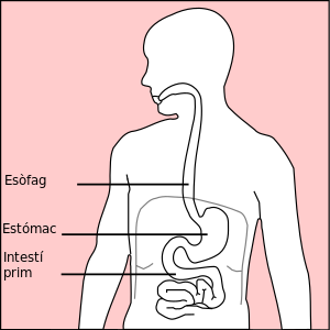Stomach diagram ca.svg