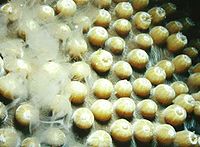 Stony coral spawning 2.jpg