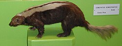Miniatuur voor Bestand:Striped hog nosed skunk.jpg