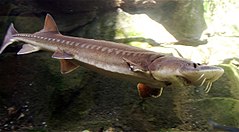 In the early history of Azerbaijan, sturgeon were mistaken for sea monsters. Sturgeon.jpg