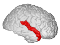 Superior temporal gyrus, right hemisphere.