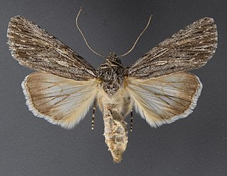 <i>Sympistis major</i> Species of moth