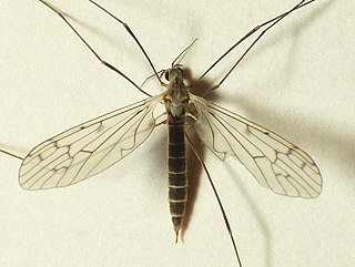 <i>Symplecta hybrida</i> Species of fly
