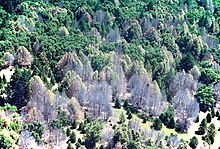 Tan oaks killed by blight.jpg