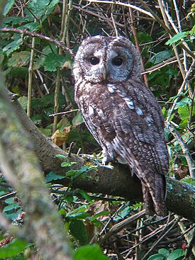 Tawny Owl (4003694892).jpg