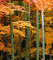 Kombinacija bambusa in japonskega javorja v vrtu Tenrjū-dži v Kjotu.