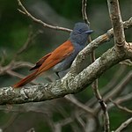 African paradise flycatcher