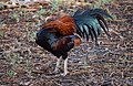 * Nomination: Red headed Thai Game chicken preening --PumpkinSky 00:19, 18 April 2017 (UTC) * * Review needed