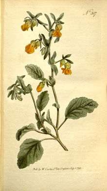 Botanika jurnali, Plate 307 (9-jild, 1795) .png