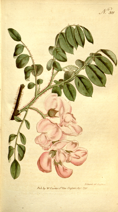 Tập_tin:The_Botanical_Magazine,_Plate_311_(Volume_9,_1795).png