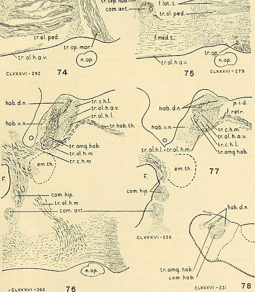 File:The brain of the tiger salamander, Ambystoma tigrinum (1948) (20219633860).jpg