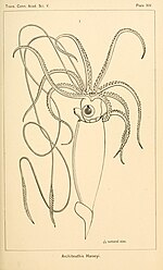 Thumbnail for File:The cephalopods of the north-eastern coast of America BHL11826547.jpg