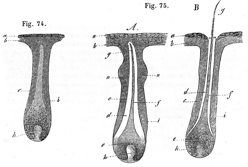 File:The development of a hair. Wellcome M0011239.jpg