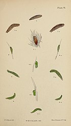 Figs 3 larva after 2nd moult 3a larva after 3rd moult 3b, 3c larva after 4th moult The larvae of the British butterflies and moths BHL41107797.jpg