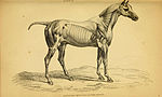 Thumbnail for File:The natural history of horses (Plate II) (6441423511).jpg