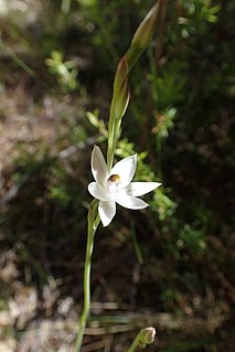 <i>Thelymitra longifolia</i> Species of orchid