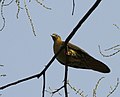 Thick-billed Green Pigeon (Treron curvirostra) at Jayanti, Duars, West Bengal W Picture 093.jpg