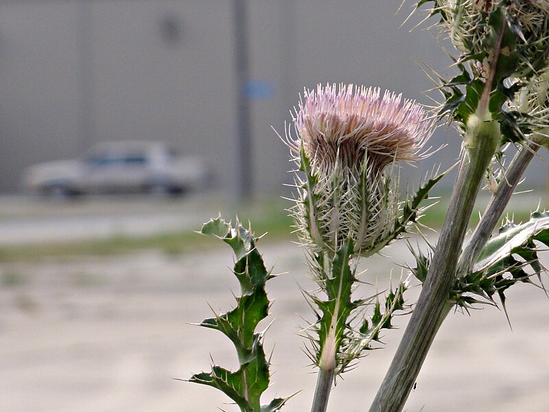 File:Thistle New Orleans.jpg