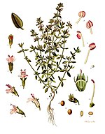 Тимијан (Thymus vulgaris) - ботаничка илустрација