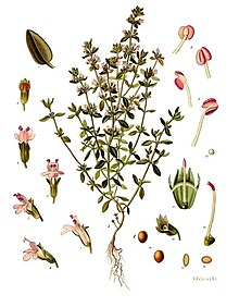 Thymus vulgaris - Köhler–s Medizinal-Pflanzen-271.jpg