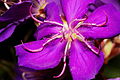 Tibouchina granulosa flower, purple variety. Photo taken at Ubatuba, SP, Brasil