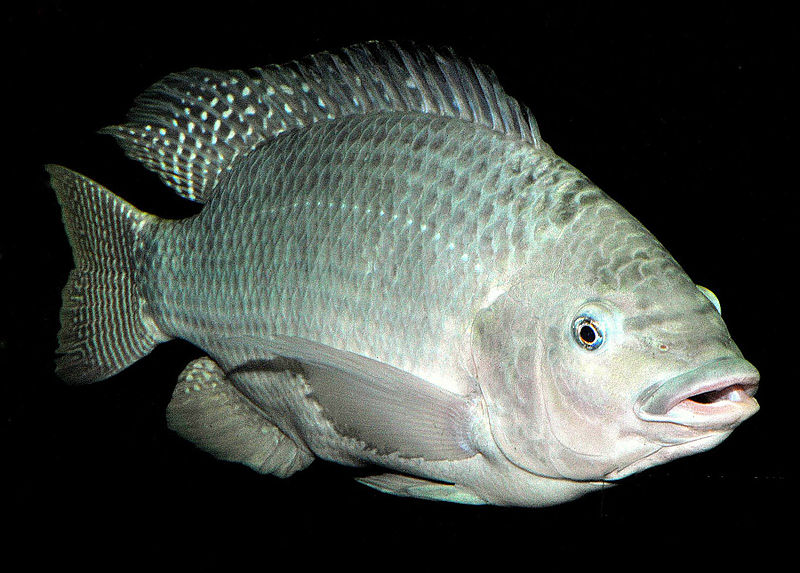 File:Tilápia ou Sarotherodon niloticus.jpg