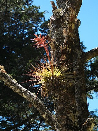 <i>Tillandsia vicentina</i> Species of epiphyte