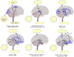 Timeline of some of the most prominent brain models of emotion in affective neuroscience Timeline of brain models of emotion.svg
