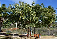 Tipuanes a València