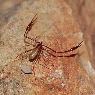 <i>Titanobochica</i> Genus of pseudoscorpions