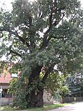 A protected oak from Cottbus.