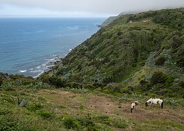 Tobiano horses near the Macela viewpoint, Santa Maria, Azores, Portugal