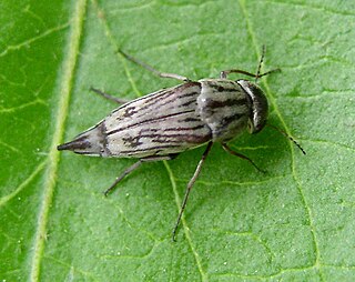 <i>Tomoxia lineella</i>