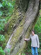 Torreya californica 2005 champion base.jpg