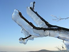 A buildup of ice on a branch after an ice storm