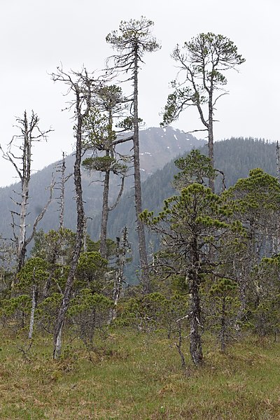 File:Trees on muskeg 348.jpg