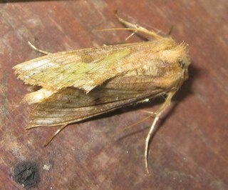 <i>Trichoplusia</i> Genus of moths