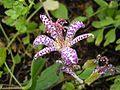 Tricyrtis 'Imperial Banner'