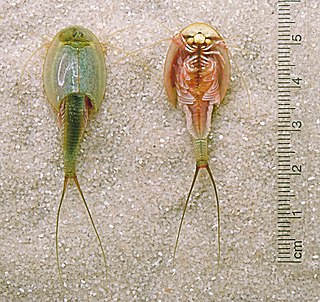 <i>Triops longicaudatus</i> Species of small freshwater animal