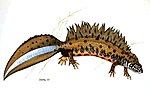 Thumbnail for Danube crested newt