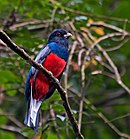 aves De Argentina