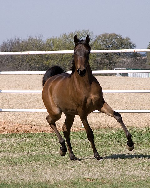 File:Trottingarabiancolttwo.jpg