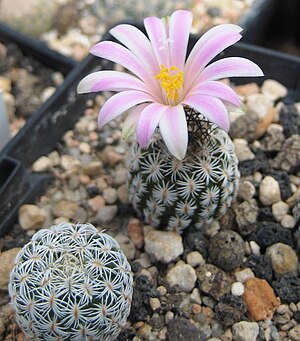 Turbinicarpus pseudomacrochele subsp. lausseri