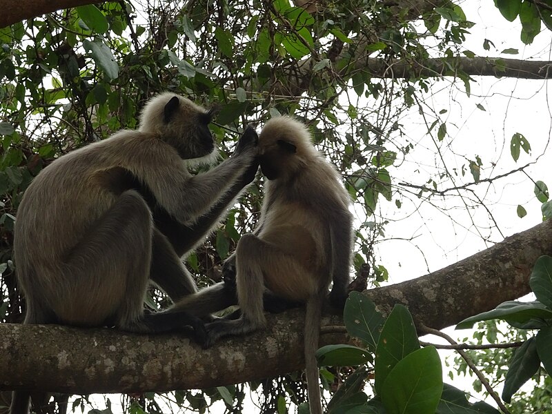 File:Two monkeys on a tree in Nandankanan Zoological Park, India, 2016.jpg