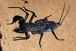 <i>Typopeltis</i> Genus of whip scorpions