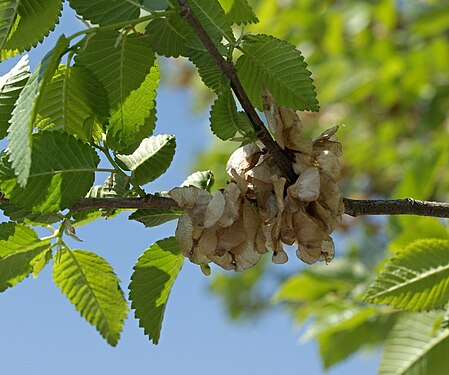 Ulmus pumila 20070415.jpg