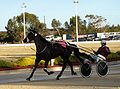 Uncle Petrika Winner of the 2007 Inerdominion Trotting Championship