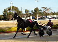 NZ trotter Uncle Petrika Uncle Petrika (harness racing-trotter).jpg