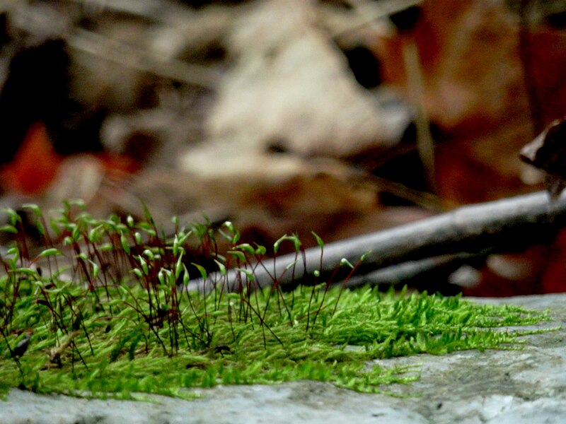 File:Unidentified Moss.jpg